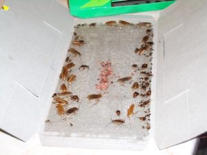 ловушки для тараканов